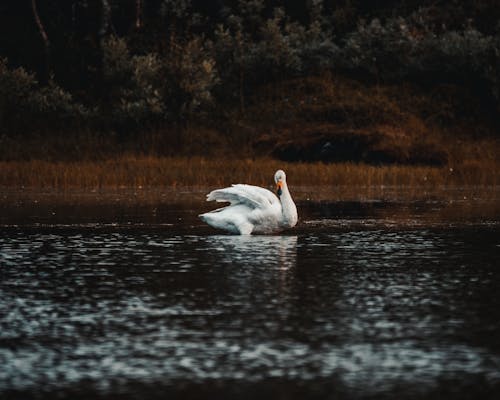 Ingyenes stockfotó állatvilág, béke, békés témában