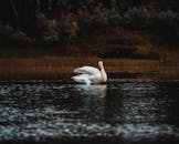 一只宁静的天鹅优雅地漂浮在环绕着秋叶的湖面上