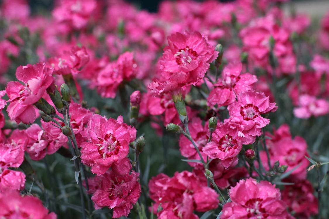 Free Pink-petaled Flowers Stock Photo