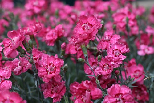 Pink-petaled Flowers