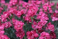 特写镜头捕捉了盛开的、充满活力的粉红色康乃馨，尽显其夏日之美