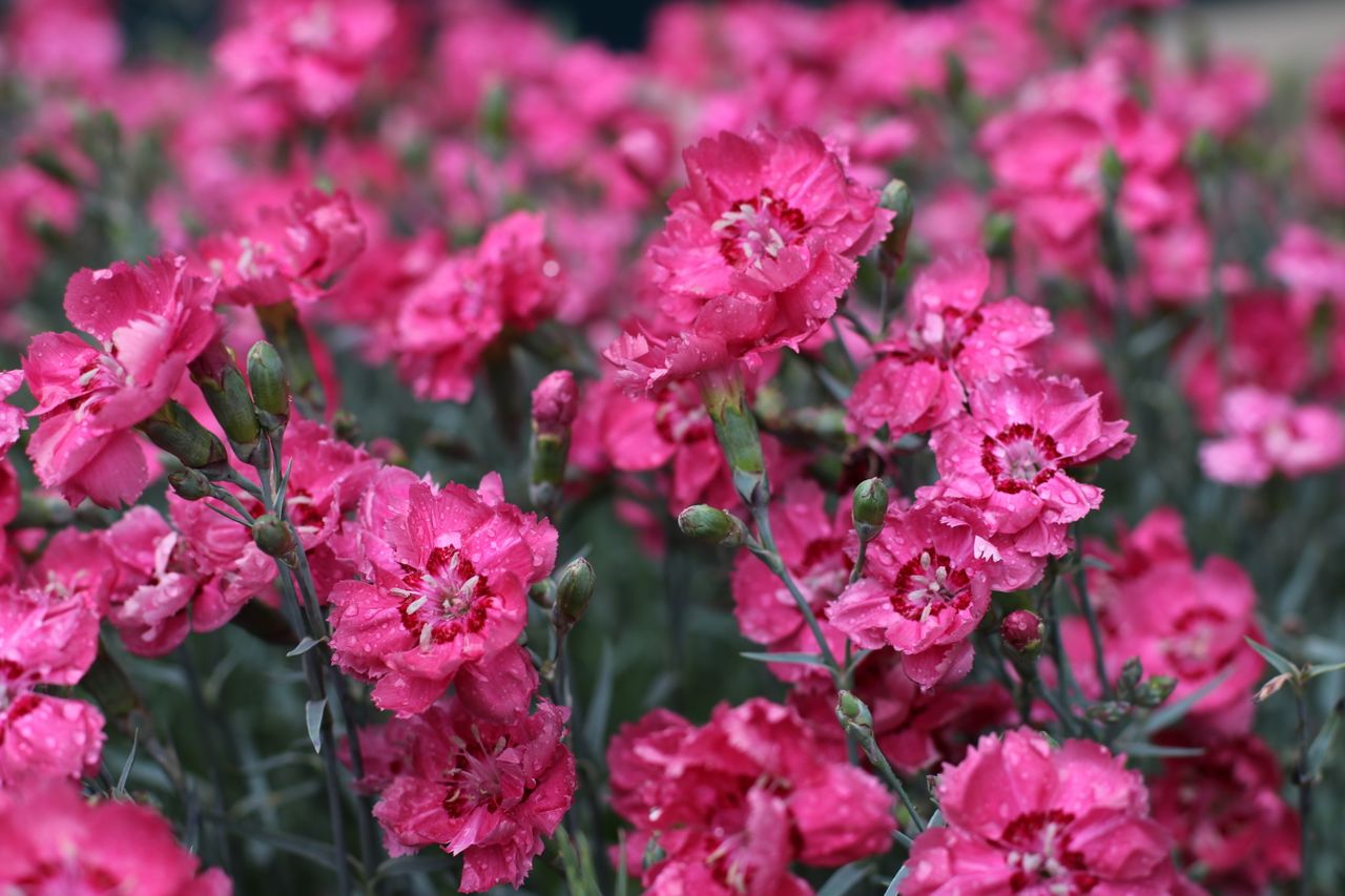 close up of vibrant pink carnations blooming capturing their summer be