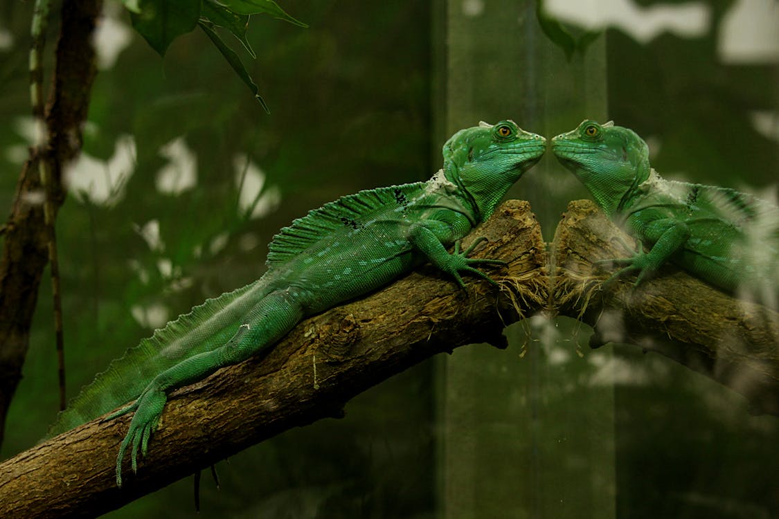 Green Gecko With Reflection