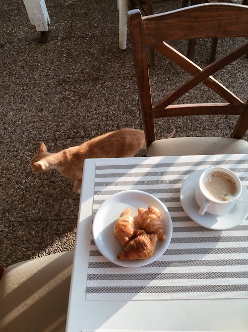 Free stock photo of breakfast, cats, coffee