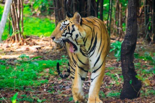 Free stock photo of dark green plants, green background, tiger