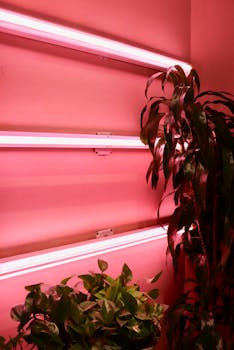 Close-up of indoor plants under vibrant pink neon lights in a modern interior setting.