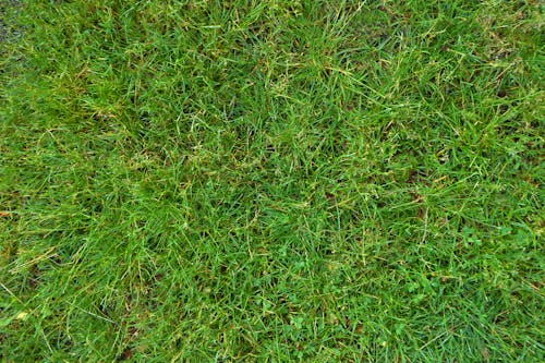 Gratis stockfoto met achtergrond, gras, grit