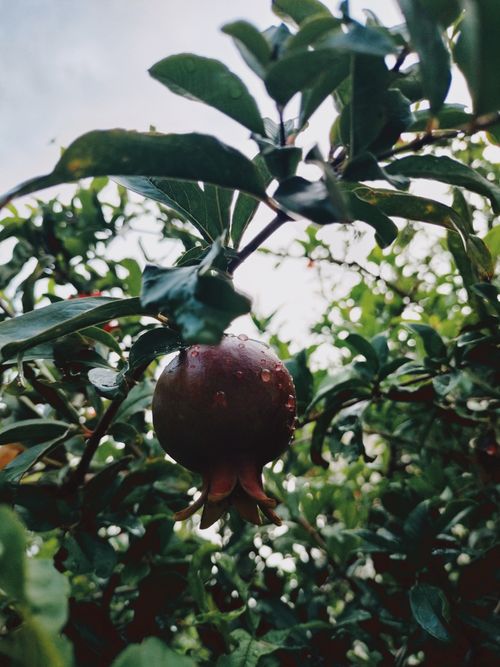 Free Ripe pomegranate hanging from a tree in a lush orchard, symbolizing freshness and health. Stock Photo