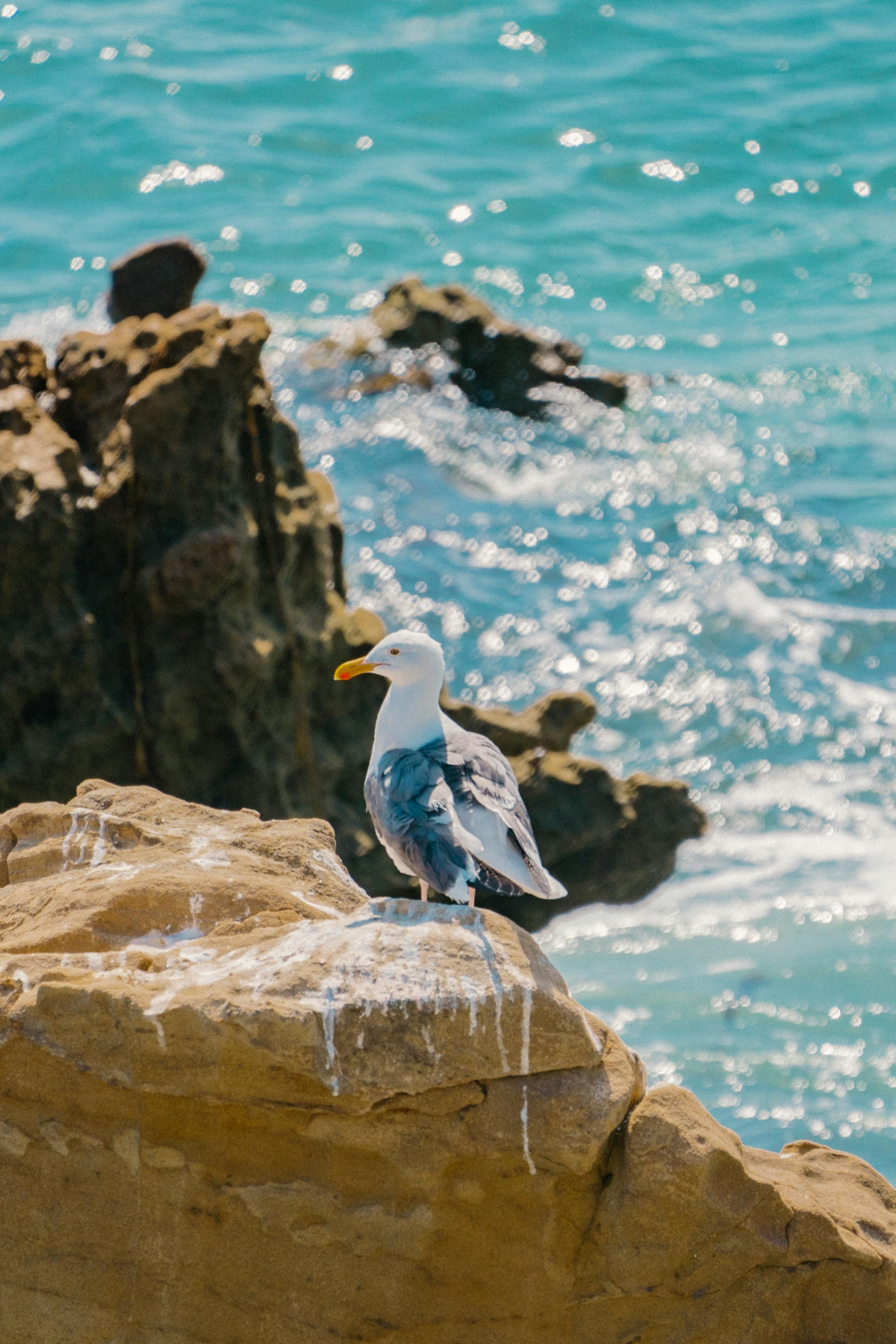 加利福尼亚州拉古纳海滩，一只海鸥栖息在岩石上，背景是海浪