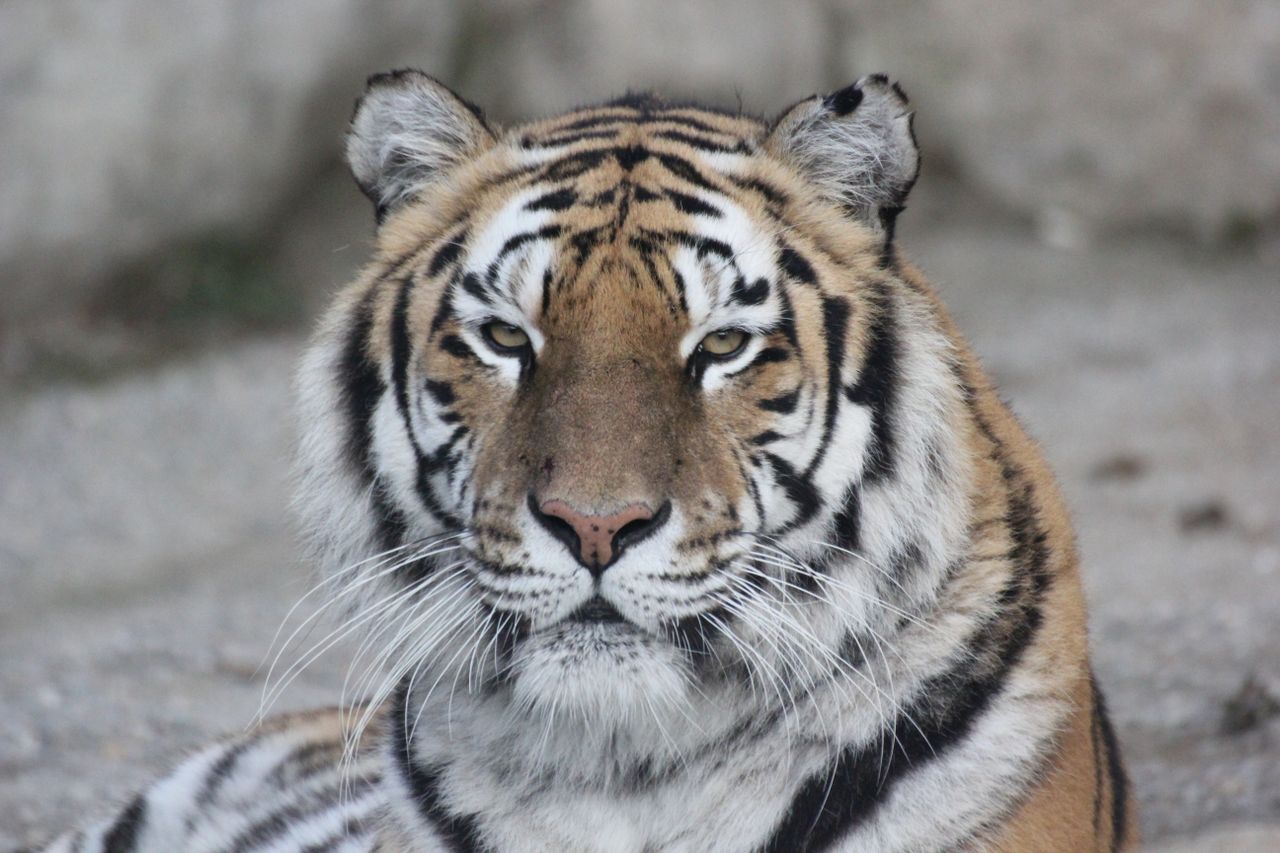 majestic close up of a striped tiger showcasing its fierce and regal n