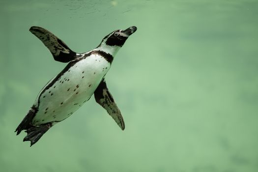 penguin photo