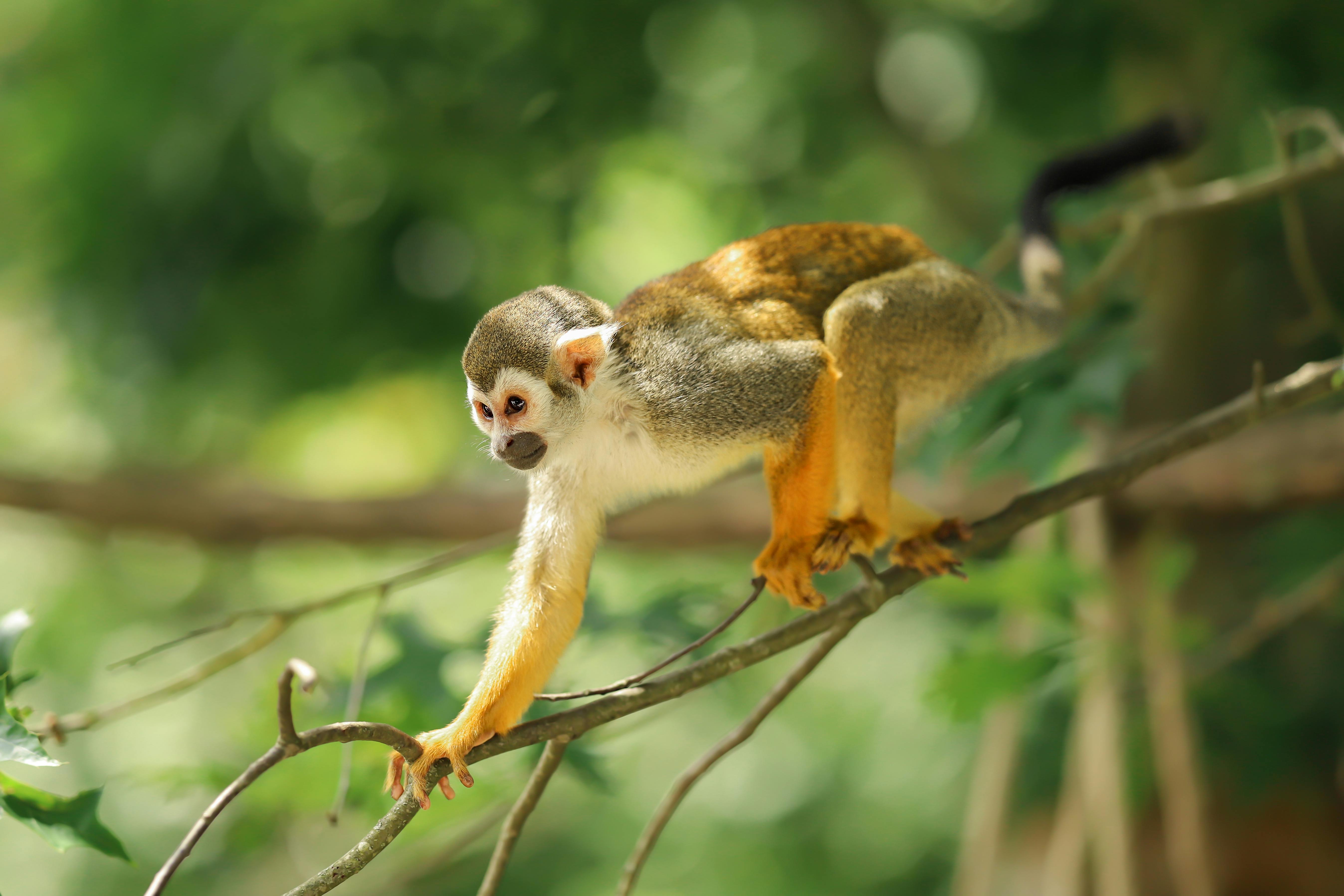 Close-up of a squirrel monkey gracefully perched on a tree branch in a lush forest.