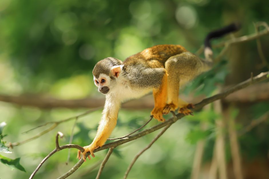 Close-up of a squirrel monkey gracefully perched on a tree branch in a lush forest.