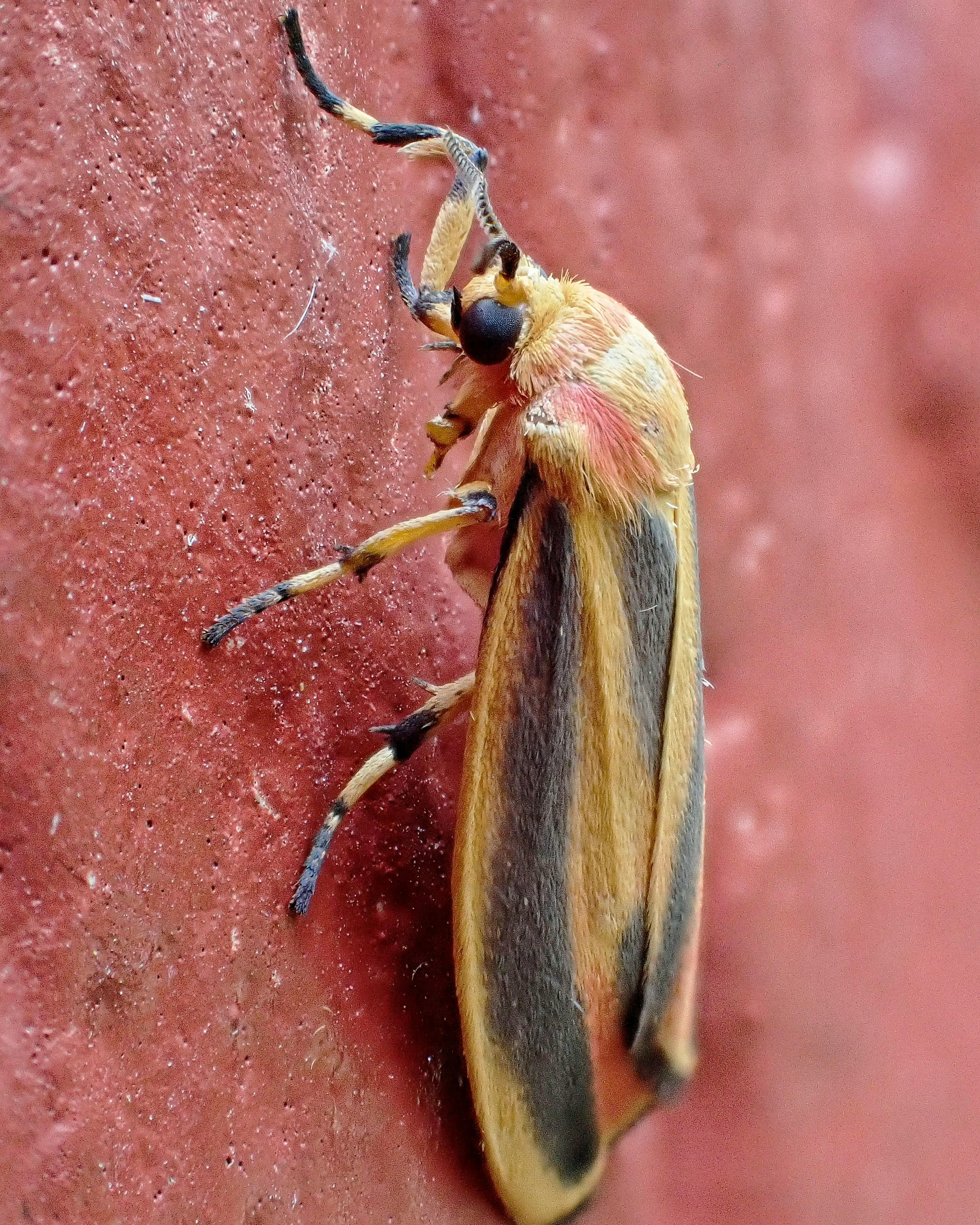 Detailed view of a painted lichen moth (Hypoprepia fucosa) on a textured surface. Ideal for nature enthusiasts.