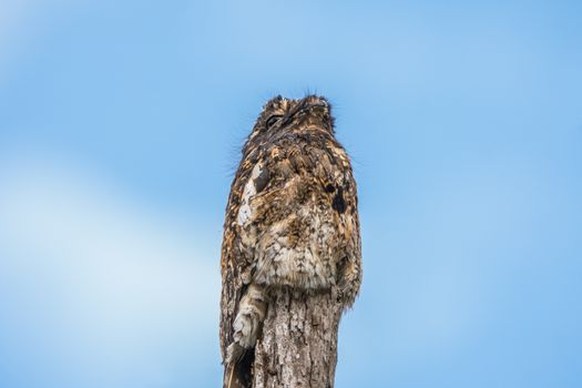 Camouflage of Andean Potoo 