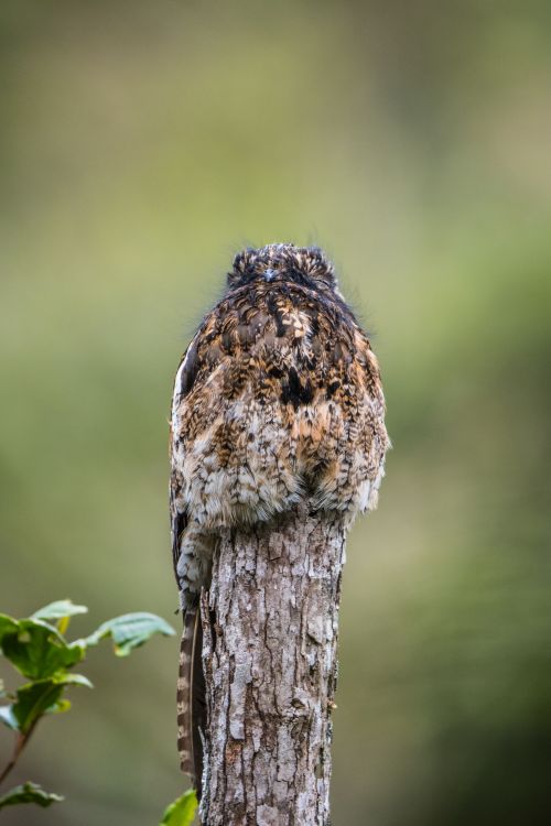 Free A hidden Andean Potoo camouflaged on a tree trunk in Guasca, Colombia. Stock Photo
