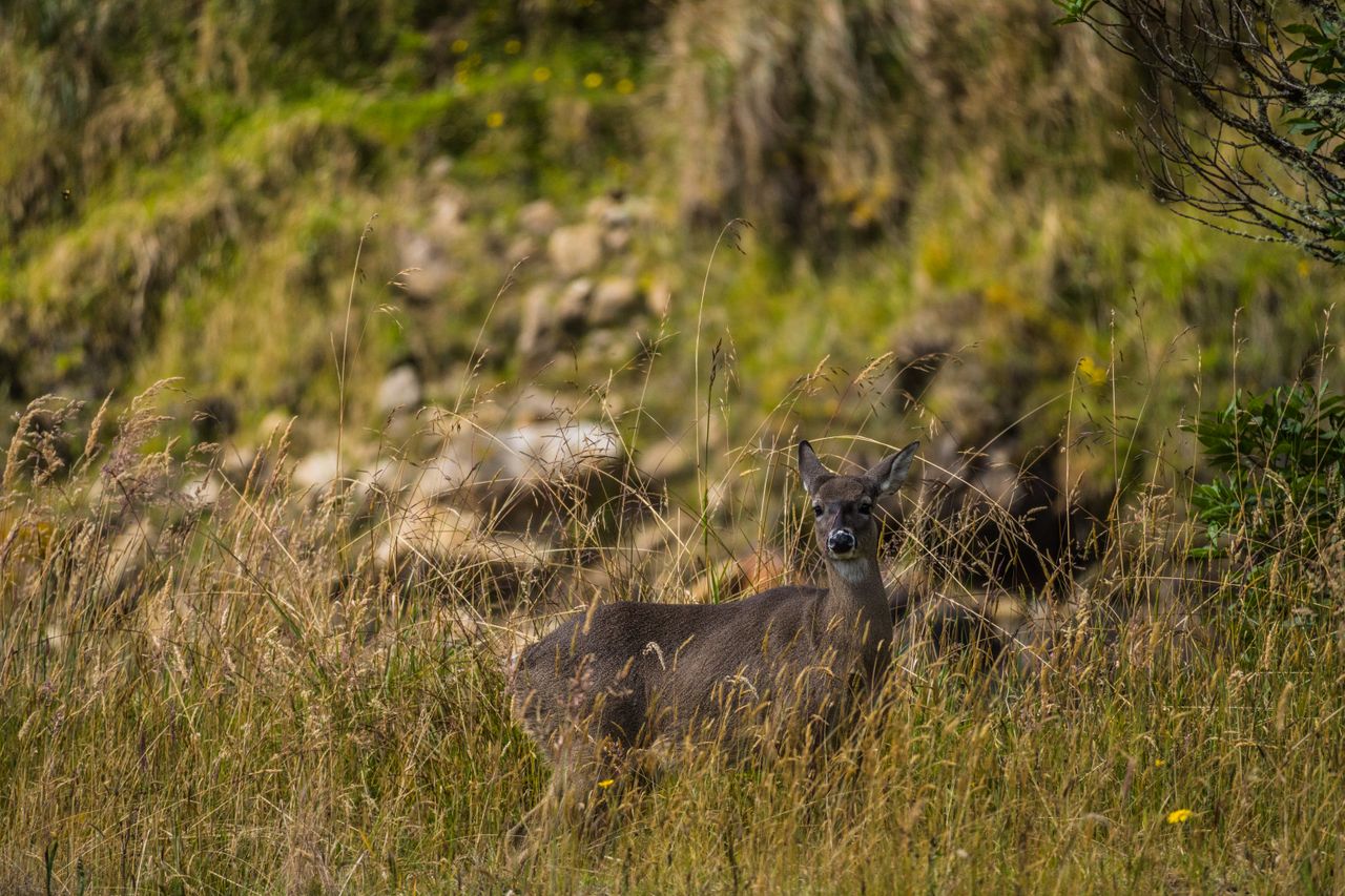 a white tailed deer standing amidst tall grasses in guasca colombia