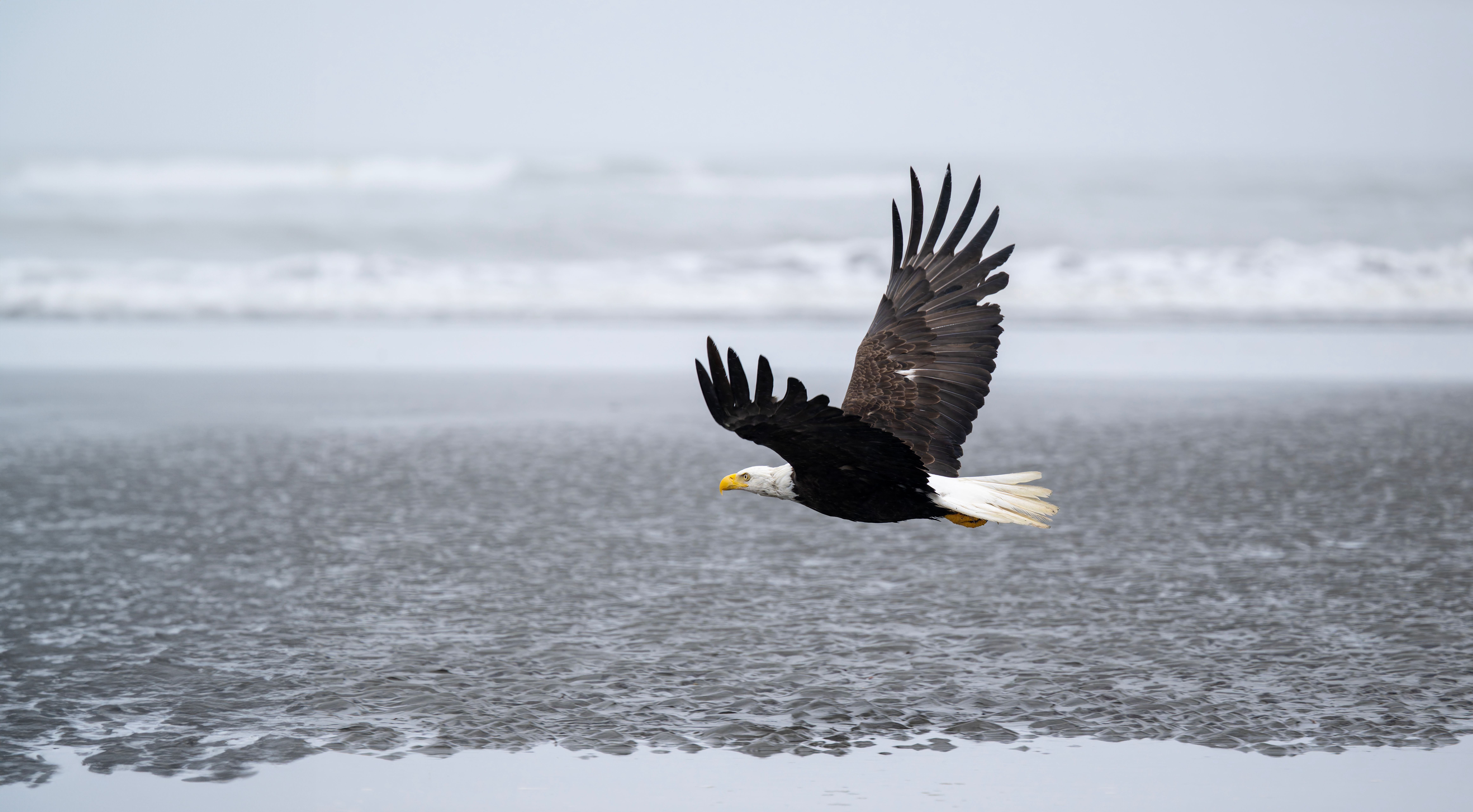 Eagle on a Beach · Free Stock Photo