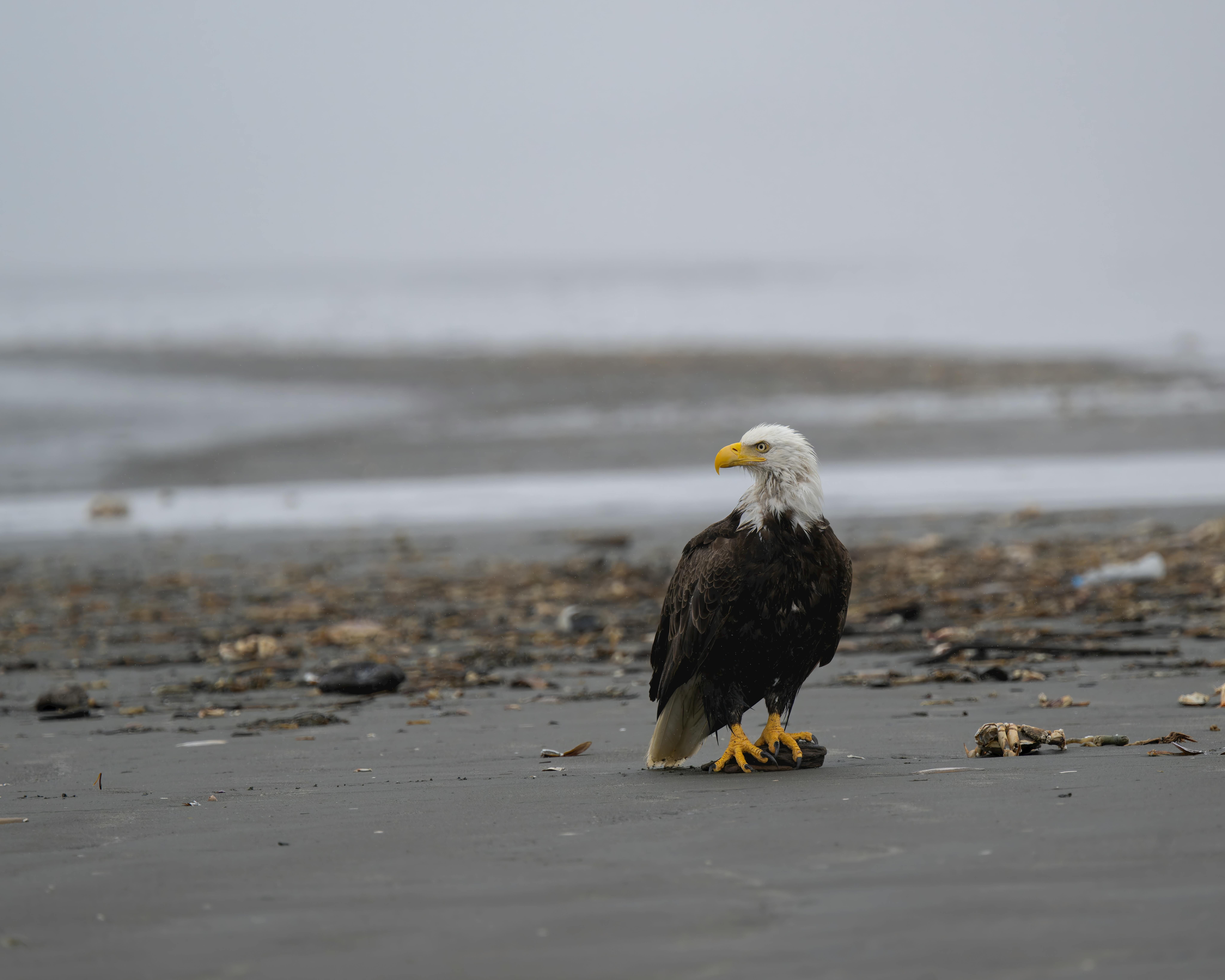 A majestic bald eagle gazing across the shoreline in Ocean City, Washington.
