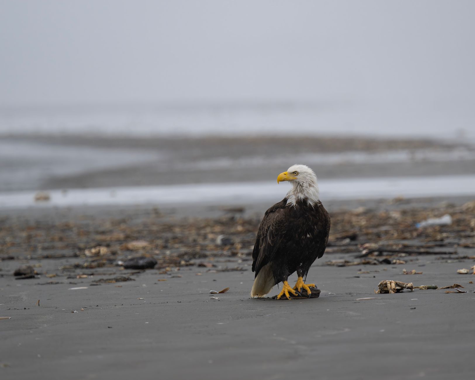 A majestic bald eagle gazing across the shoreline in Ocean City, Washington.