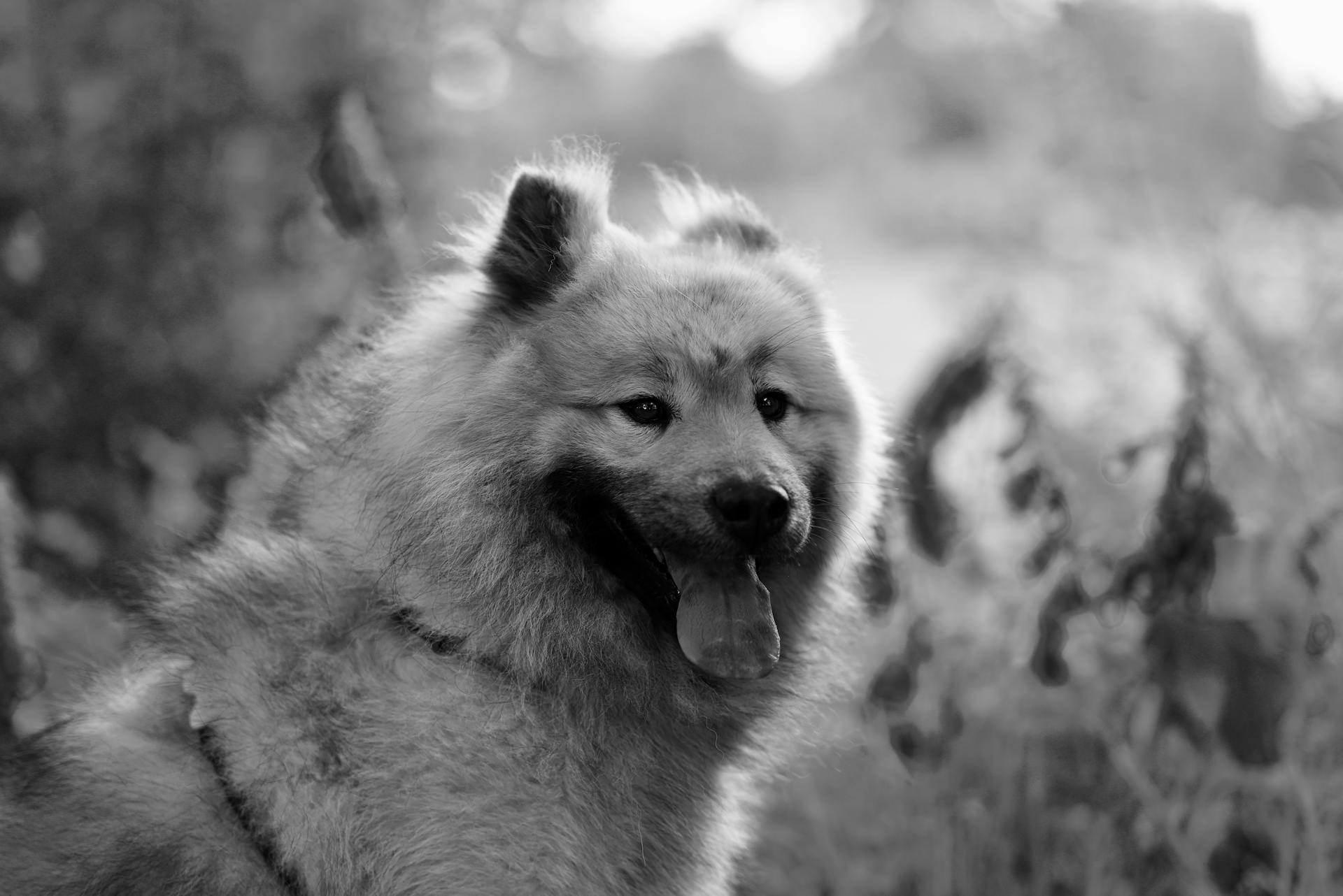 Portret van een Eurasier in zwart-wit