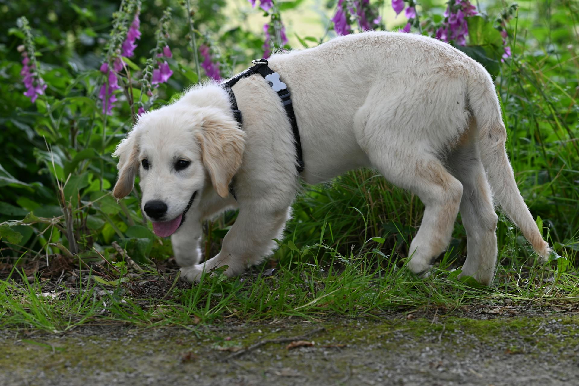 Golden Retriever Puppy near Flowers