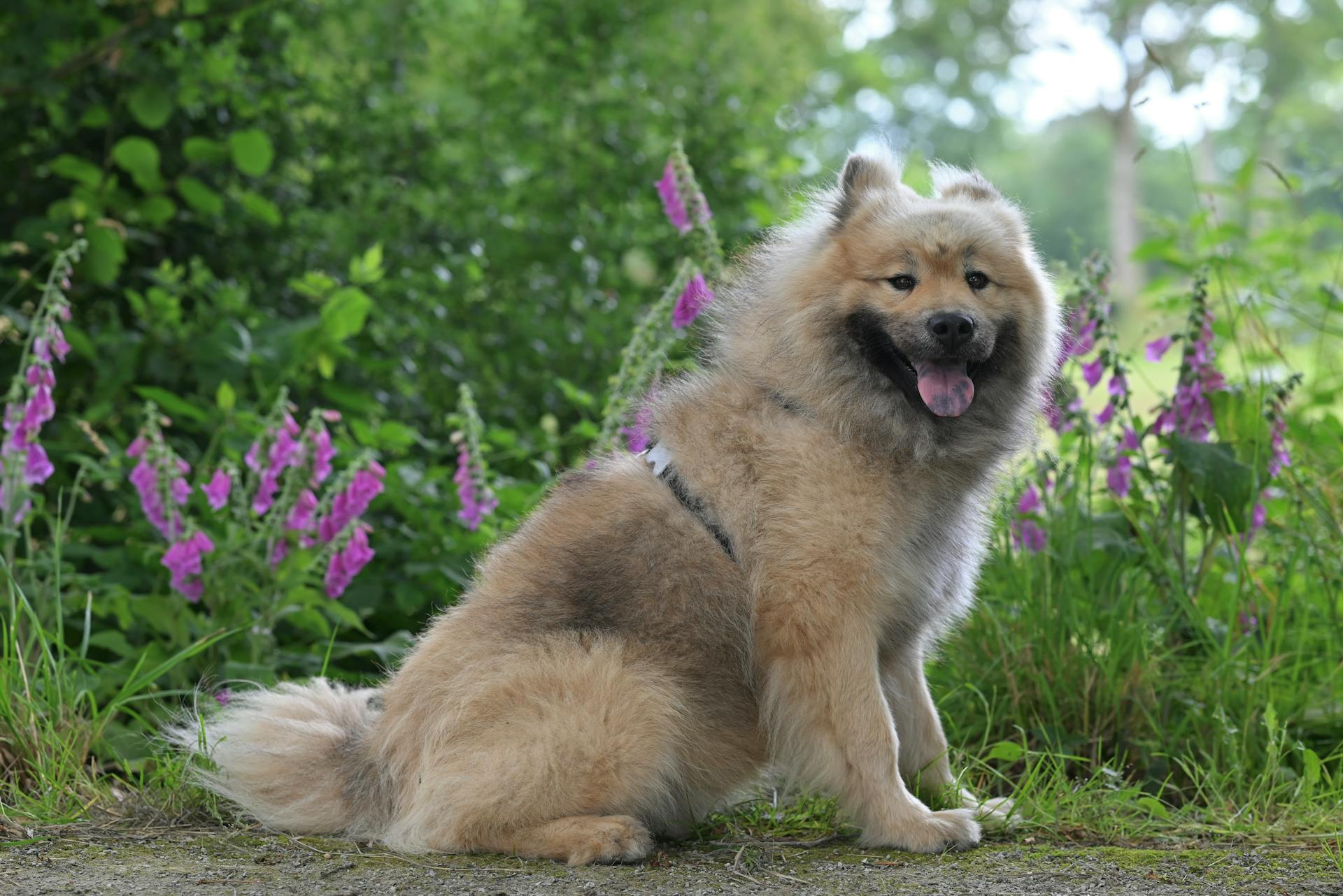 Smiling Fluffy Eurasier