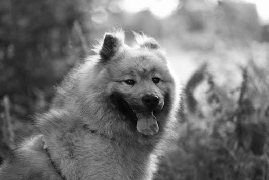 Artistic black and white portrait of a Eurasier dog outdoors.