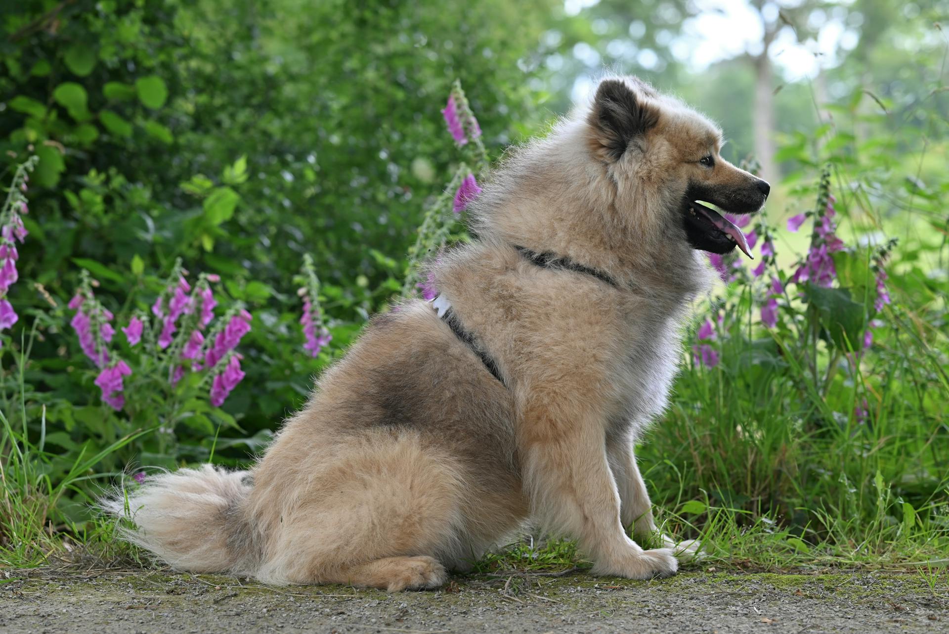 Eurasier-hondenzitting