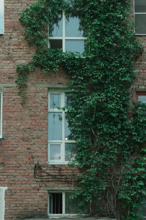 Free Close-up of a brick wall with ivy climbing around windows, creating an urban nature blend. Stock Photo