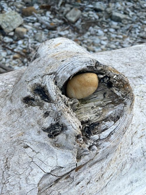 Free stone in a tree on the beach Stock Photo