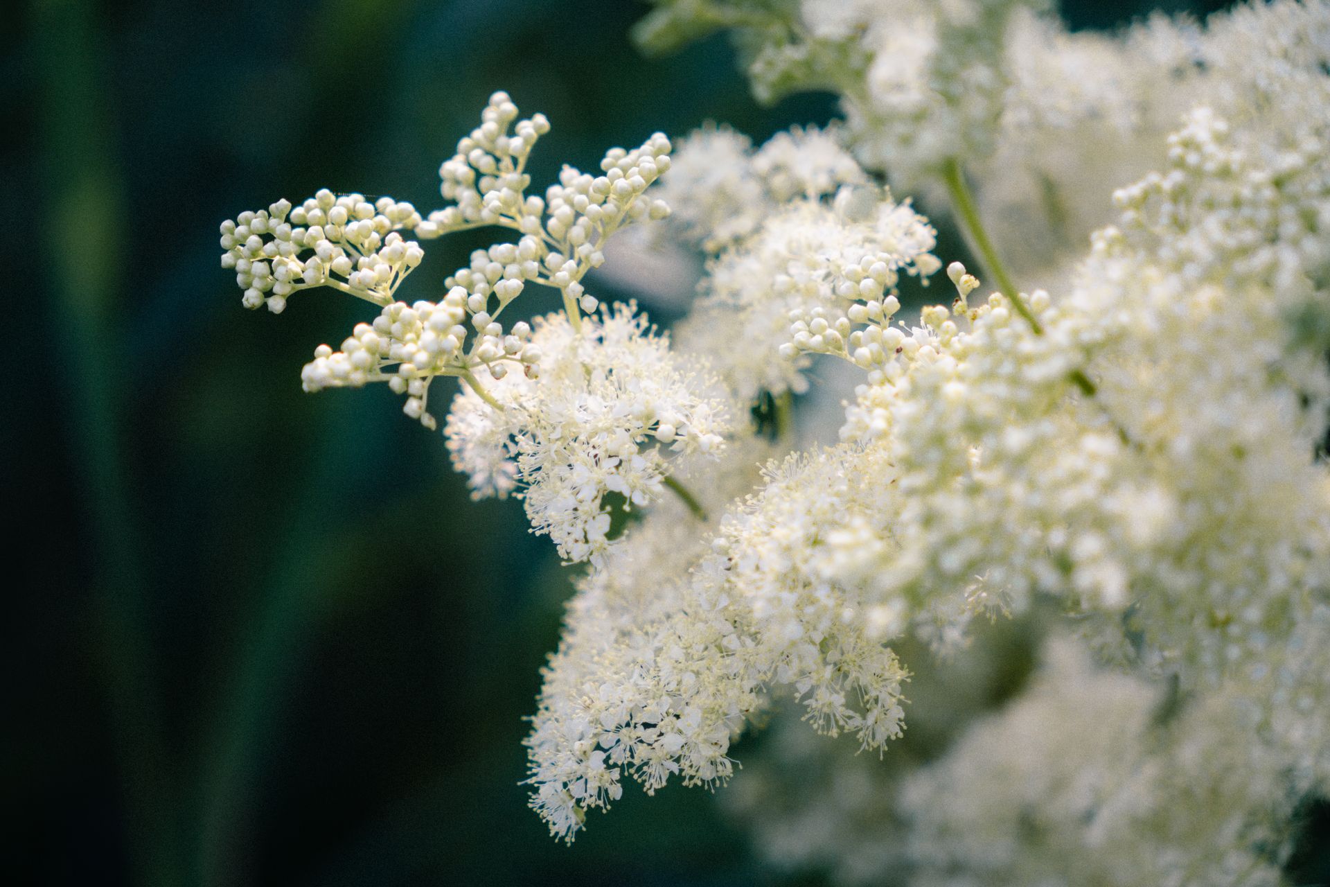 Delicate close-up of white elderflower blossoms, capturing their intricate details in a summer setting.