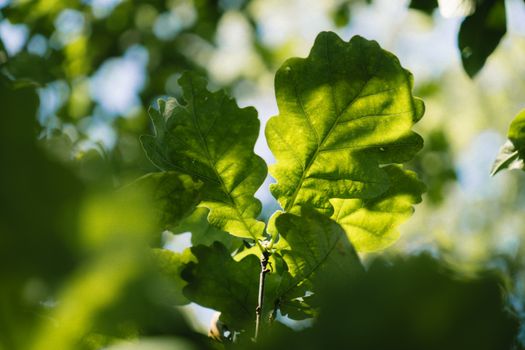 Oak Leaves