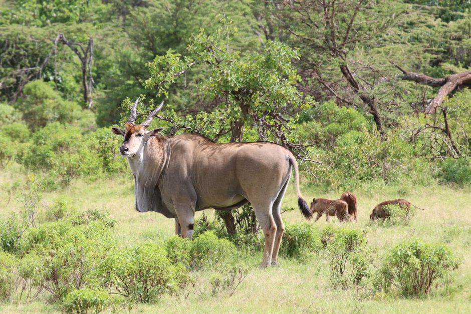Ultimate Nairobi 3 Museums and Bomas of Kenya Day Tour Review: A Deep Dive into Kenya's Cultural Heart Review 2026 - A common eland stands amid lush greenery in Narok County, Kenya, showcasing African wildlife.