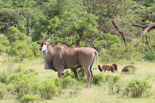 Free A common eland stands amid lush greenery in Narok County, Kenya, showcasing African wildlife. Stock Photo