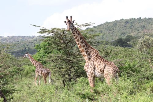 Free A pair of giraffes roam freely in the lush landscapes of Narok County, Kenya. Stock Photo