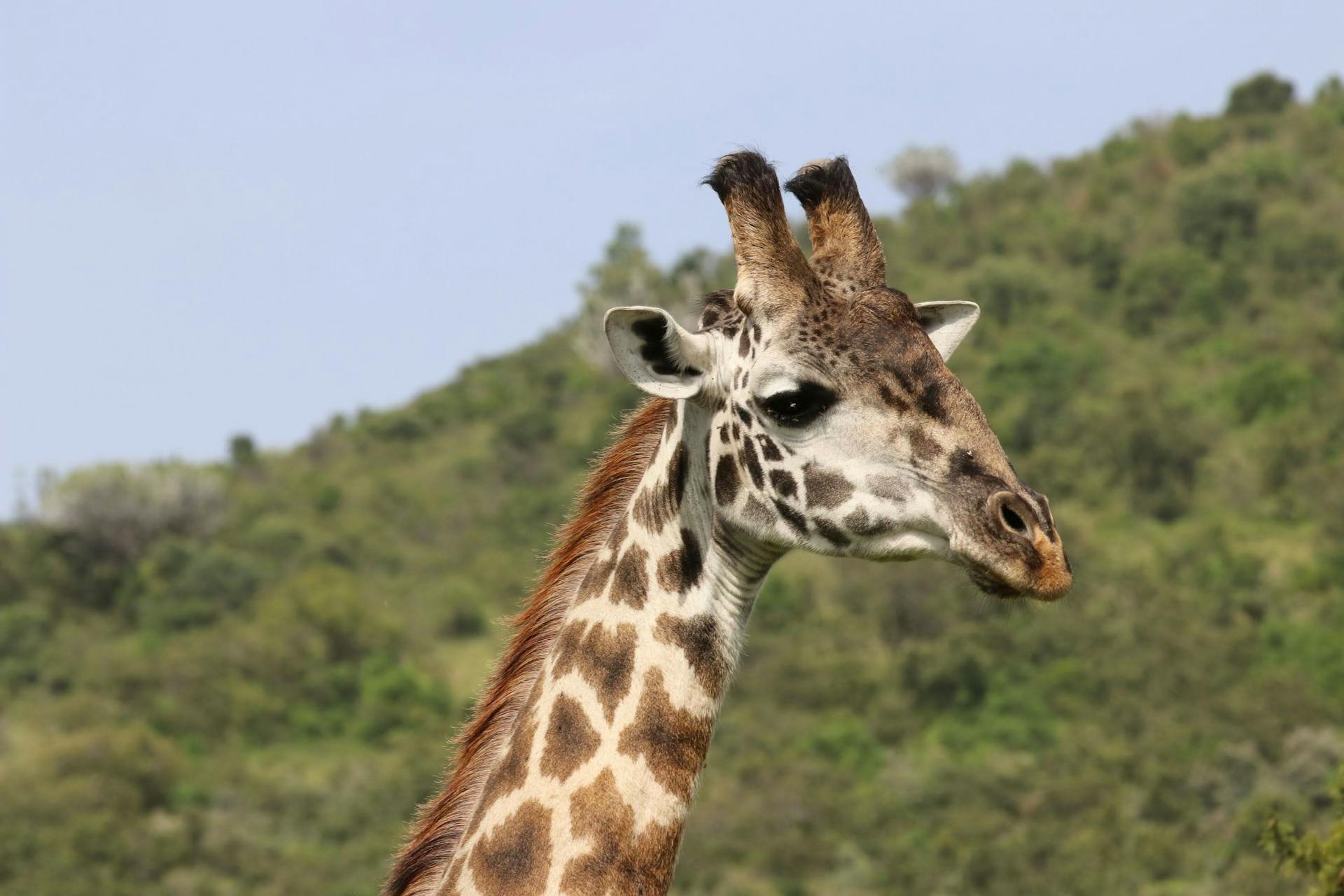 Head of Giraffe