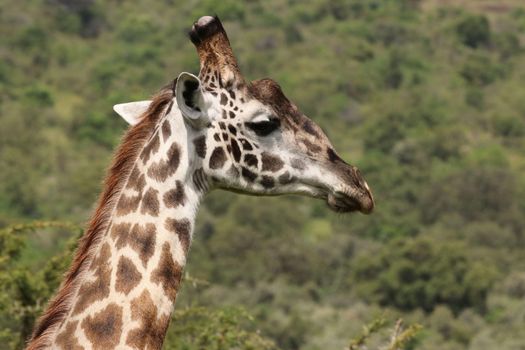 Giraffe Centre and Karen Blixen — Kenya Safari