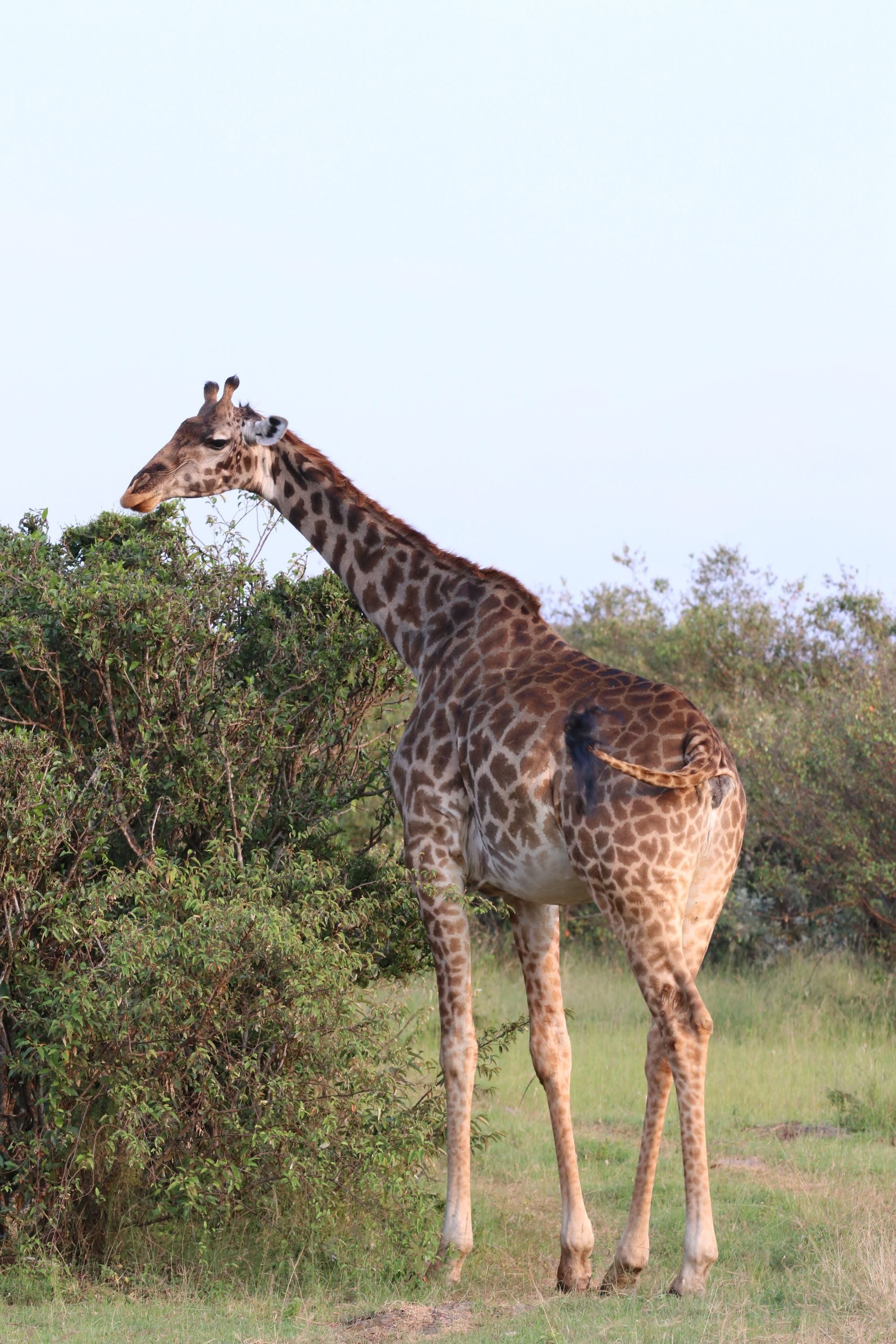 Back View of a Giraffe in the Safari · Free Stock Photo