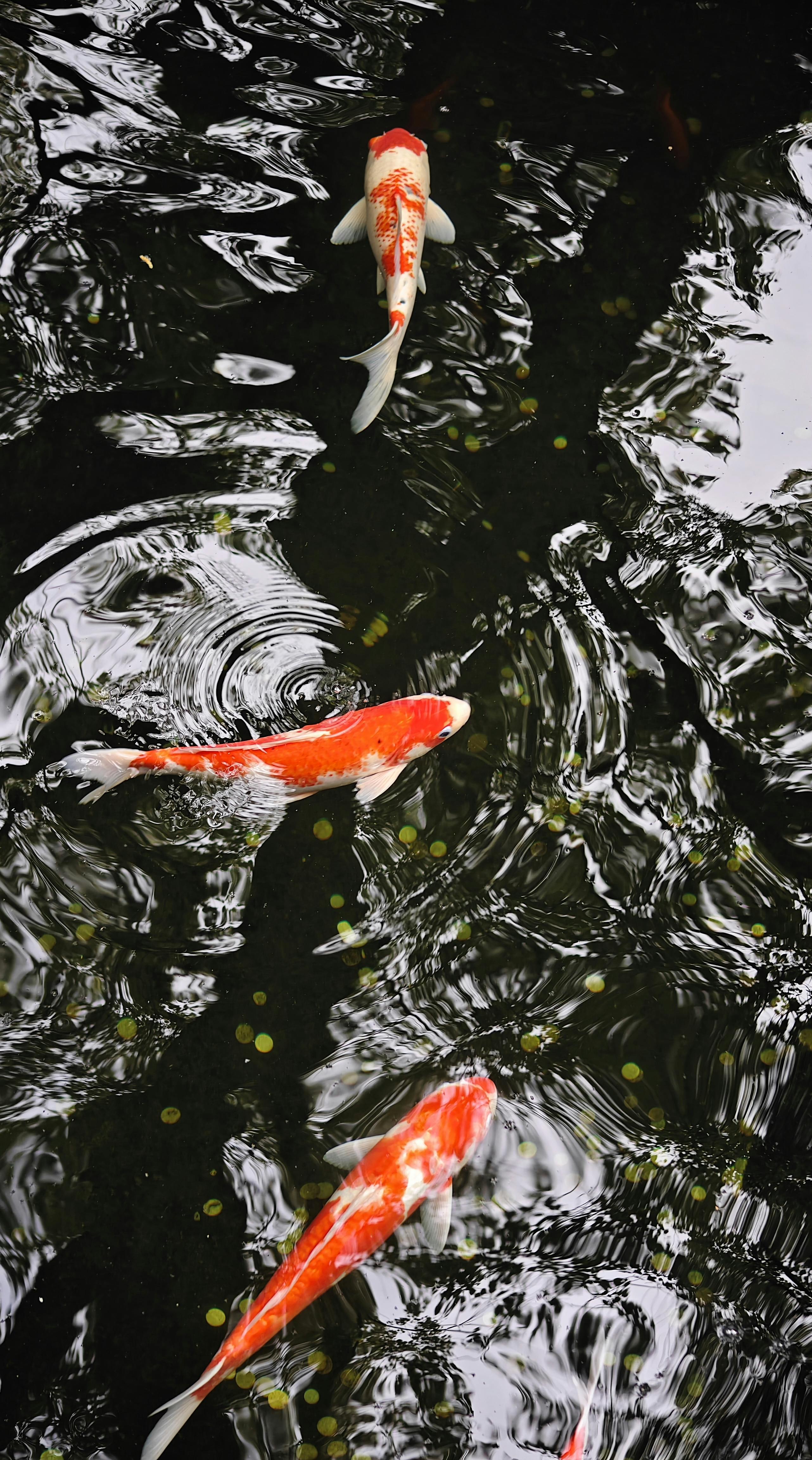 Goldfish - Goldfish