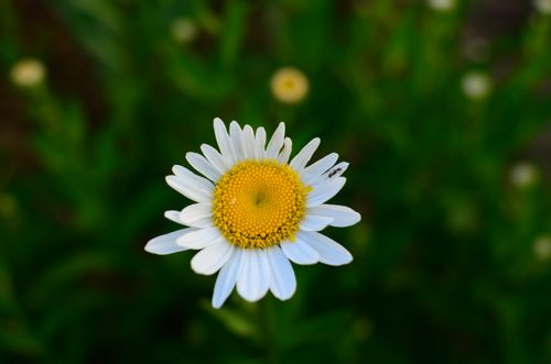 Free Macro shot of a common daisy with small insect, highlighting delicate petals and vibrant colors. Stock Photo