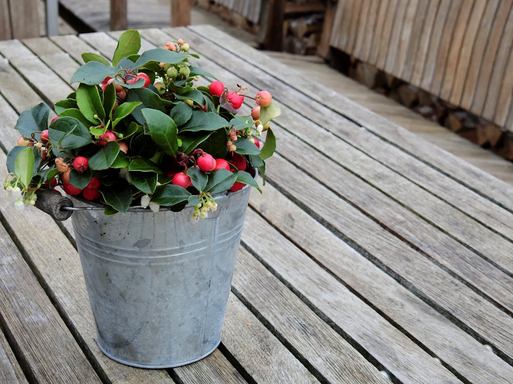 Galvanized Bucket Planters | Smart Small Space Gardening Ideas For The City Dwellers