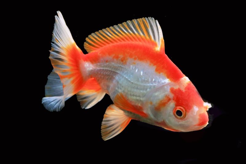 Close-up of a colorful goldfish against a black background, showcasing its vibrant scales and fins.