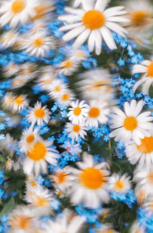 Free Colorful daisies and blue flowers in a blurred meadow create a dreamy scene. Stock Photo