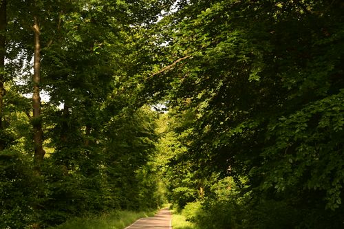 Free Discover a tranquil footpath surrounded by lush green trees in a serene forest setting. Stock Photo