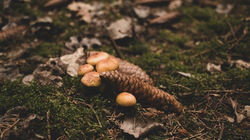免費 棕色蘑菇的照片 圖庫相片