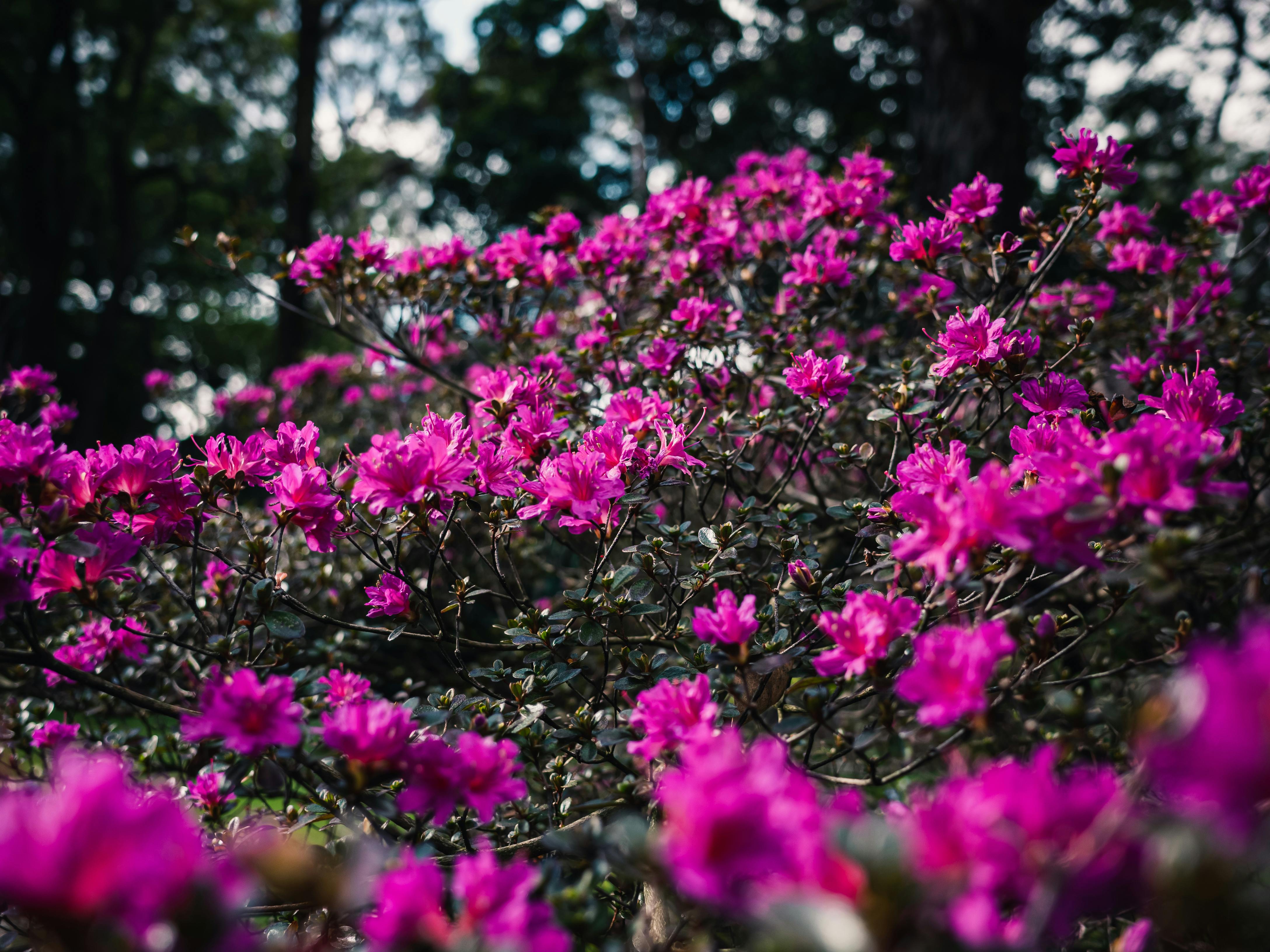 NC Azalea Festival begins search for new executive director — Photo by Sonny Sixteen on Pexels