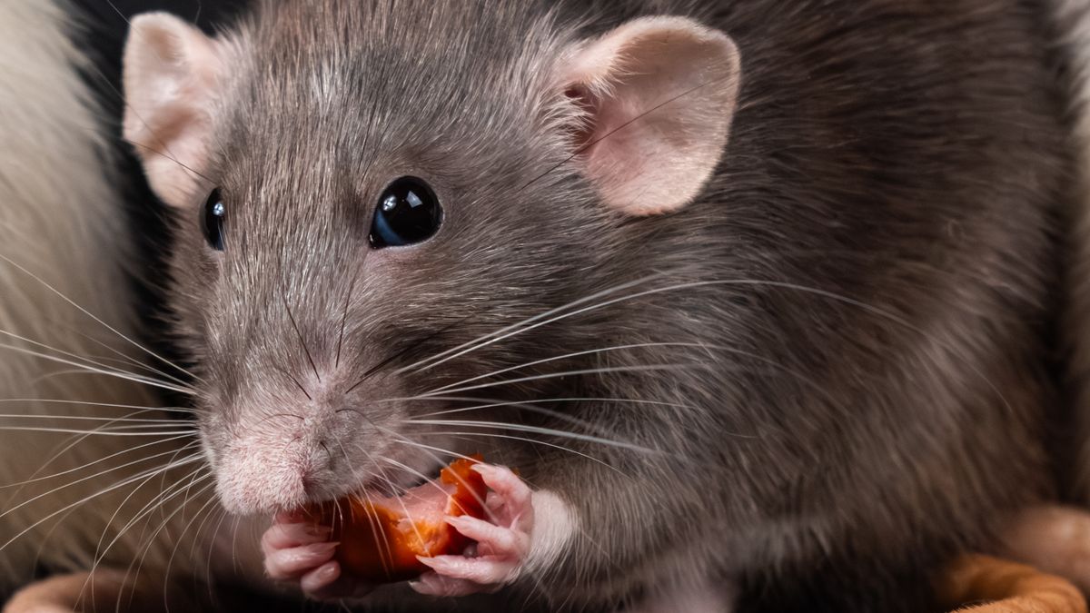Domestic gray pet rat holding and eating a small piece of food