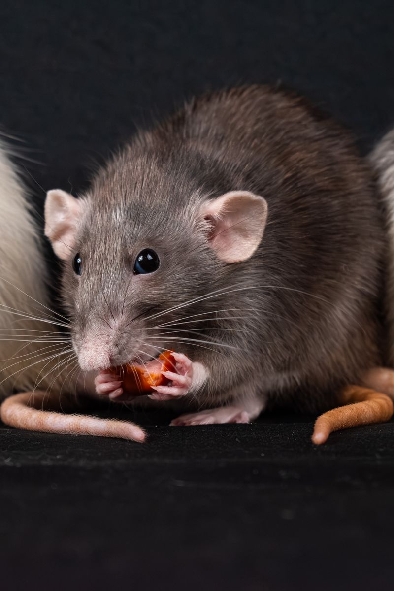Rodent contaminating food