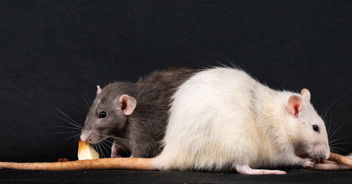 Pet Rats Cheap exotic pets: two pet rats, one gray and one white, eating side by side